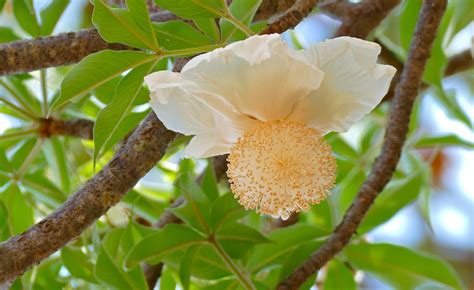 Southern Africa The Sex Organs Of Baobab Flowers May Solve The Puzzle Of Trees That Bear More