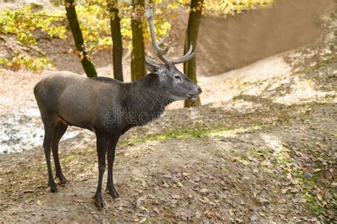 Cervidae.Buck Deer Spreading Antlers Walk in the Reserve Stock Photo ...