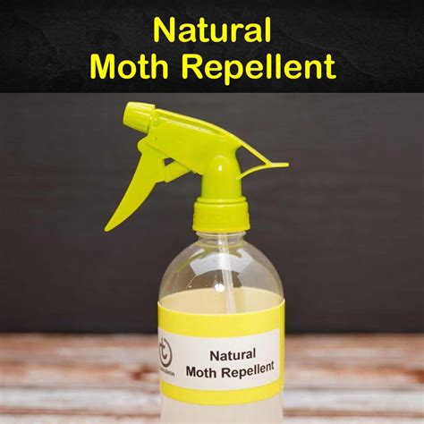 8 Easy Do-It-Yourself Moth Repellents