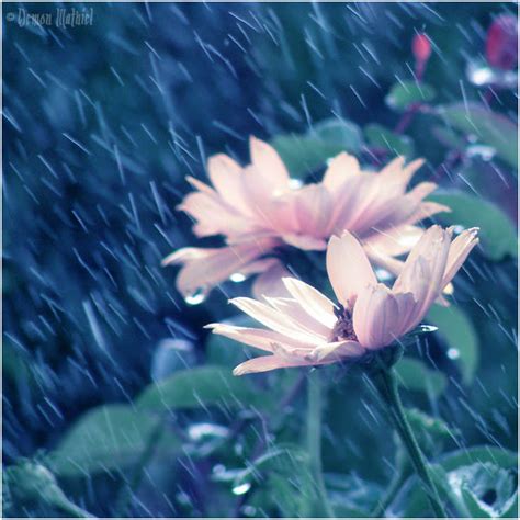 Flower House: Rainy flower