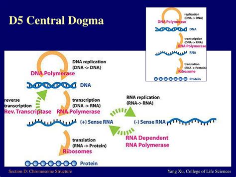 Ppt Section D Prokaryotic And Eukaryotic Chromosome Structure Powerpoint Presentation Id 4787895