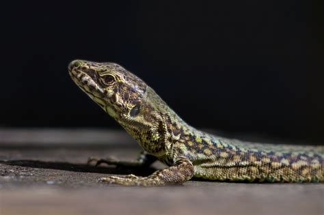 Das richtige Futter für Echsen im Terrarium