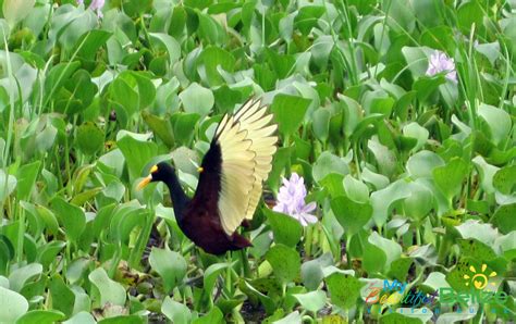 Celebrate our birds of Belize on National Bird Day! - My Beautiful Belize