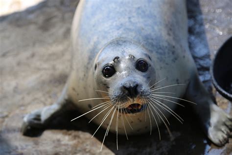 Oldest Harbor Seal On Record Turns Oregon Coast Aquarium