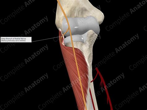 Deep Branch of Radial Nerve | Complete Anatomy