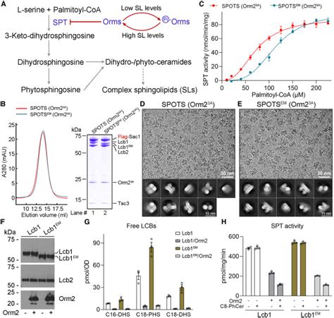 Collaborative Regulation Of Yeast Spt Orm Complex By Phosphorylation