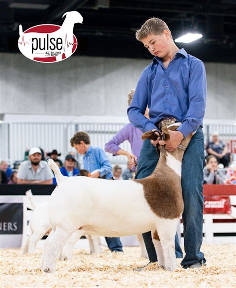 American Boer Goat Junior Nationals Commercial Does Division Ii