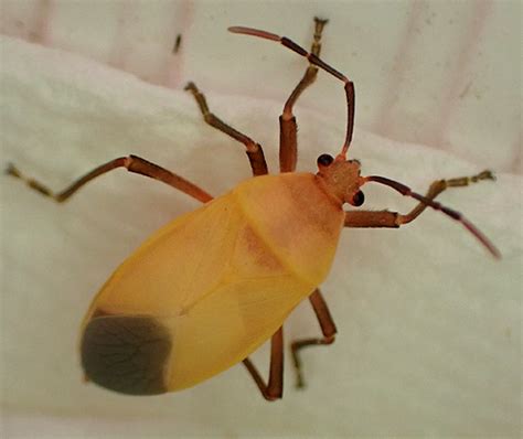 Largus Succinctus Moult From Fifth Instar To Adult Series Pm