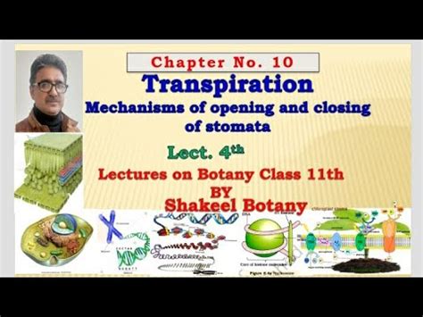 Mechanism Of Opening And Closing Of Stomata Levitt Hypothesis YouTube