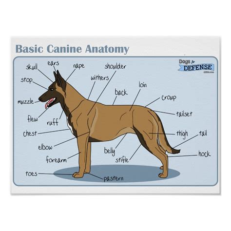 16x12 Canine Anatomy Poster | Zazzle | Dog anatomy, Canine, Anatomy