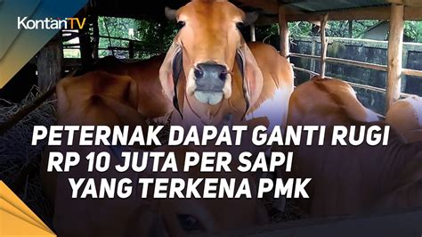 Peternak Dapat Ganti Rugi Rp 10 Juta Per Sapi Yang Terkena PMK