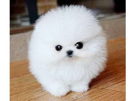 Cheap Micro Teacup Pomeranian Puppies For Sale | PETSIDI