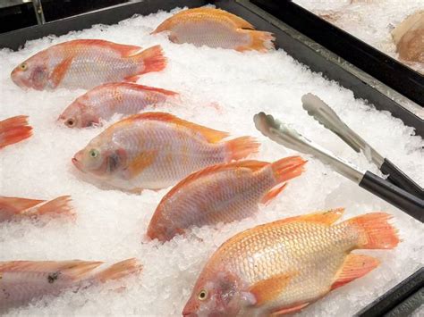 Tilapia roja Huila se afianza en la producción y exportación de tilapia