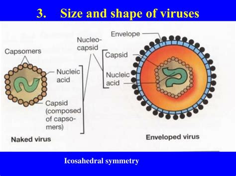 Ppt Biodiversity I Biol What Are Viruses Powerpoint