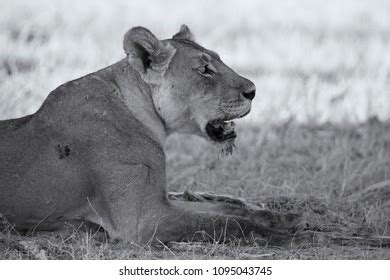 Closeup Lioness Lying Down Rest On Stock Photo 756635593 Shutterstock