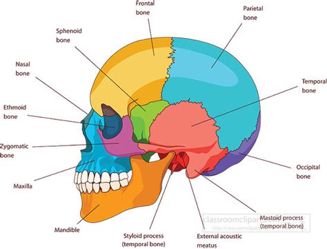 Human Skull Bones Skeleton Labeled Educational Stock Vector, 53% OFF