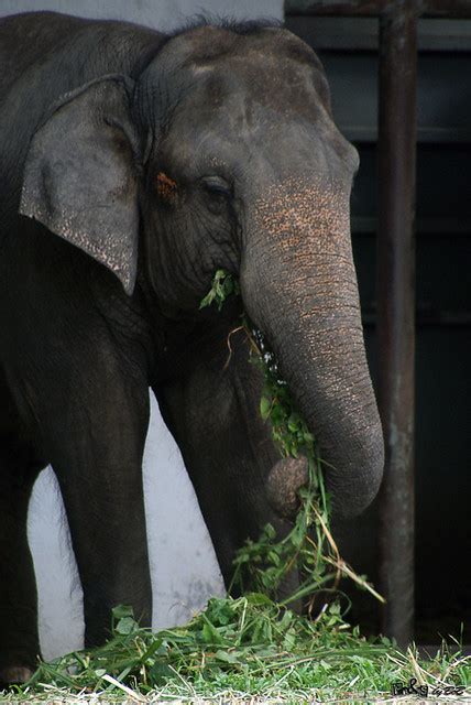 Malaysian Elephant Elephas Maximus Hirsutus Zoo Negara Flickr