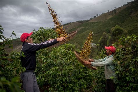 No Brasil o café especial é ouro em grão para os pequenos produtores