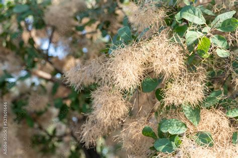 Flowering Bush Cotinus Coggygria Close Up Beautiful Fluffy White Beige