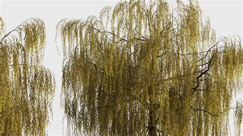 Salix Babylonica Weeping Willow D Model Free D Model For Design