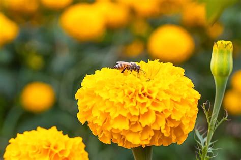 Abeja En Las Flores Amarillas De La Maravilla O El Erecta De Tagetes En