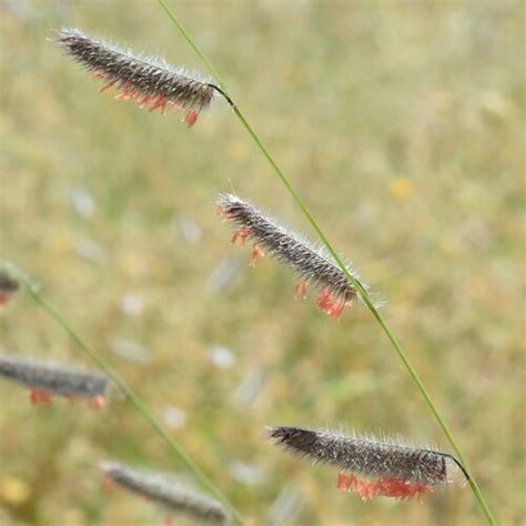 Navajita Bouteloua Parryi INaturalist Mexico