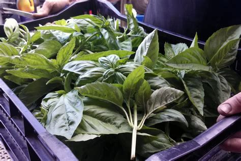 Harvesting Basil: Helpful Tips For How to Harvest and Preserve Basil ...