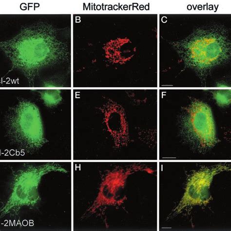 Subcellular Localization Of Wild Type Bcl Er Targeted Bcl And