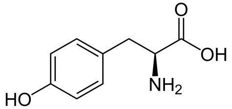 Tyrosine Dossier Complet R Alis Par Un Chercheur Doctonat