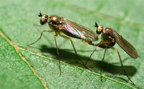 Diptera Info Discussion Forum Gymnopternus Sympycnus Sybistroma