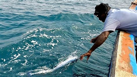 Catching Barracuda Fish King Fish Needle Fish In The Deep Sea Youtube