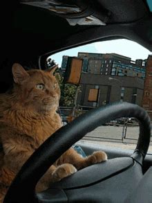 Cat Driving Serious GIF - Cat Driving Serious Cat - Discover & Share GIFs