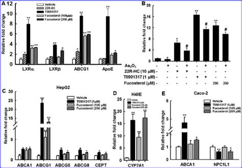 Induction Of Lxrs And Their Responsive Genes By Fucosterol In Multiple Download Scientific