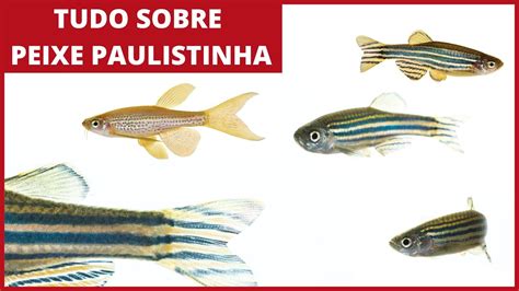 Tudo sobre Peixe Paulistinha Escola de Aquário YouTube