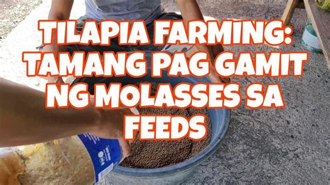 Tilapia Farming Tamang Pag Gamit Ng Molasses Sa Tilapia Feeds Youtube