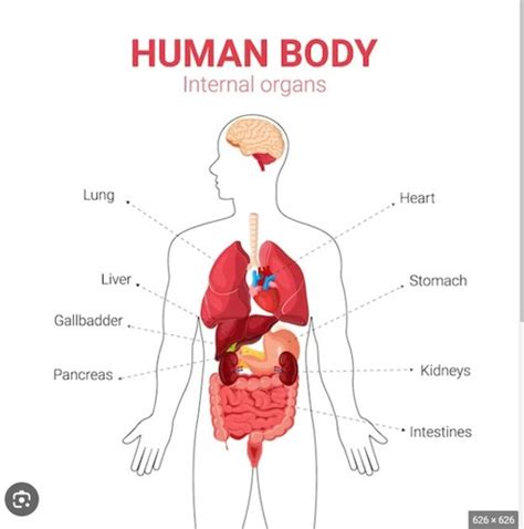 Bio Lab Exam Flashcards Quizlet