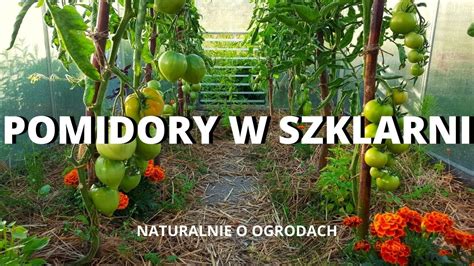 Sadzimy pomidory w szklarni i zakładamy proste podlewanie Naturalnie