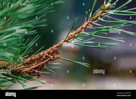 Diseases Of Coniferous Trees Parasites Of Pine Wood Scleroderriosis