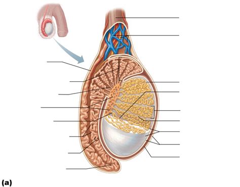 testis Diagram | Quizlet