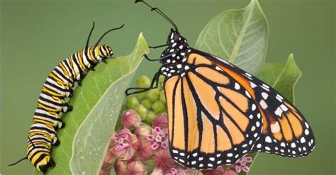 Monarch Butterfly Lifespan How Long Do Monarch Butterflies Live A Z