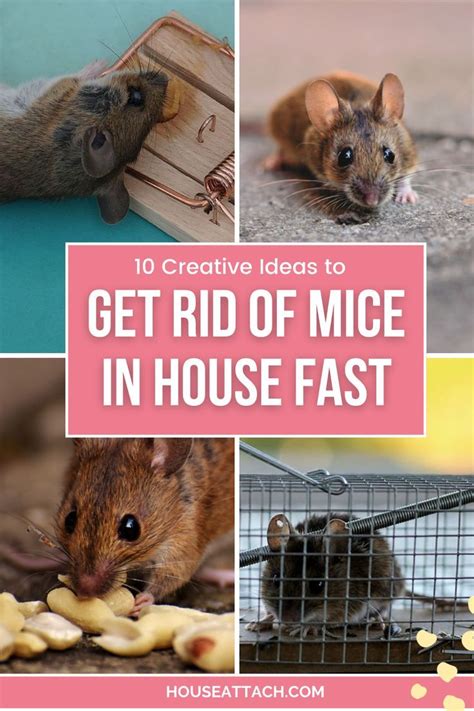 10 Creative Ideas To Get Rid Of Mice In House Fast Getting Rid Of