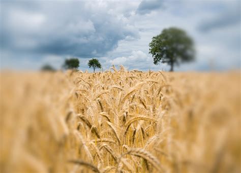 Proje O Indica Menor Rea Plantada E Maior Produtividade De Trigo No