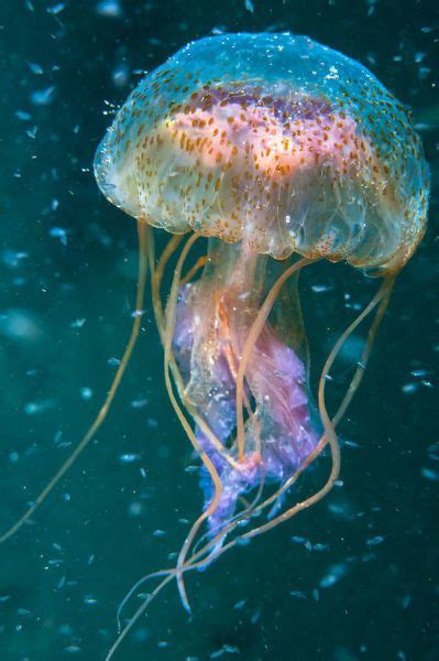 A Jellyfish Swimming In The Water With Bubbles