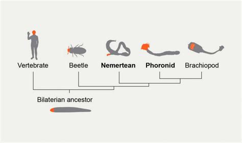 Worm Genomes Reveal The Path Of Evolution Asian Scientist Magazine