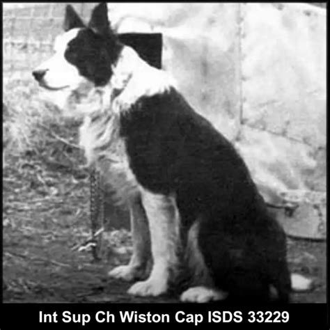 Wiston Cap Isds 31154