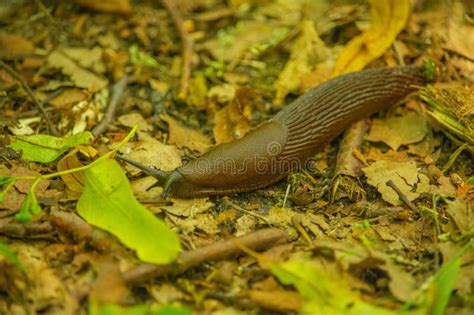 Spanish Slug Arion Vulgaris Snail Crawls Stock Photo Image Of Spain