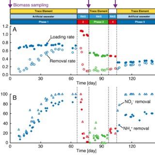 Anammox Performance In The Reactor A Nitrogen Loading And Removal