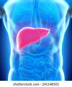 Human Liver Anatomy Stock Illustration 241148101 Shutterstock