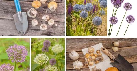 Popular Allium Varieties: Types Of Allium Plants