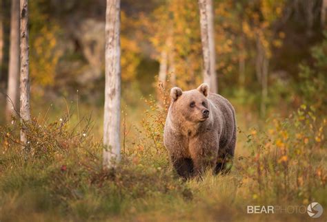 Photographing the Brown Bears of Finland | Nature TTL